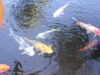 DSCN0004.JPG