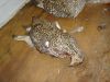 DSC02959.JPG